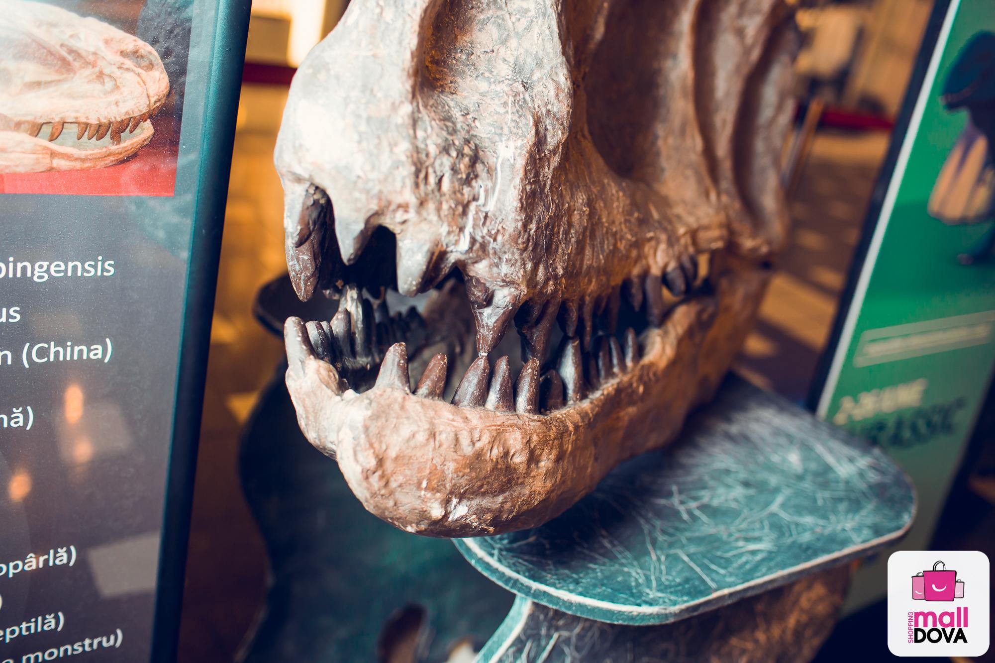 Fiorosul Tyrannosaurus Rex, regele dinozaurilor