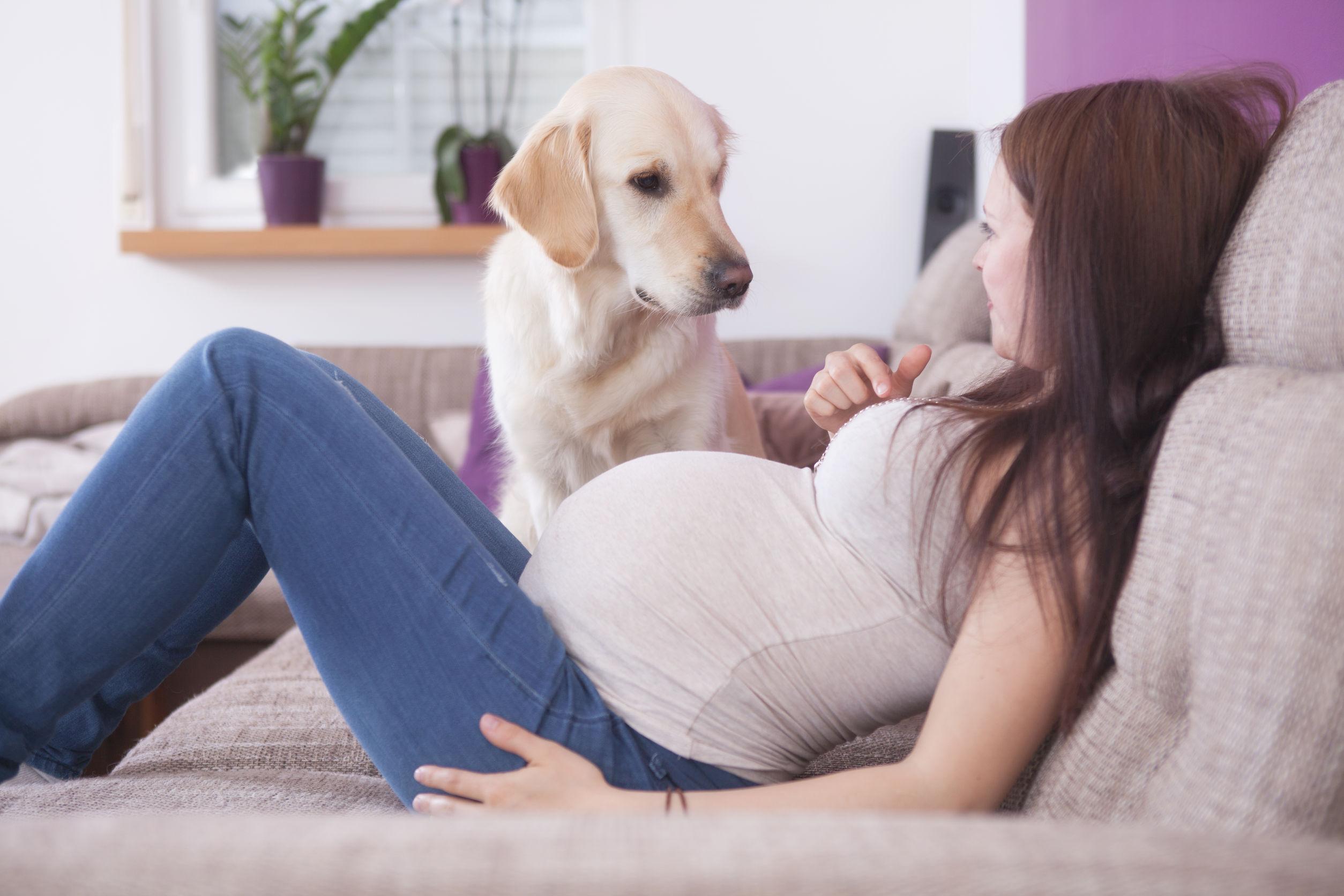 Домашние любимцы и беременность