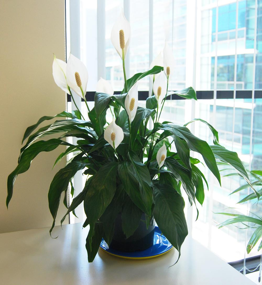 12 комнатных растений, которые обязательно должны быть у вас в квартире