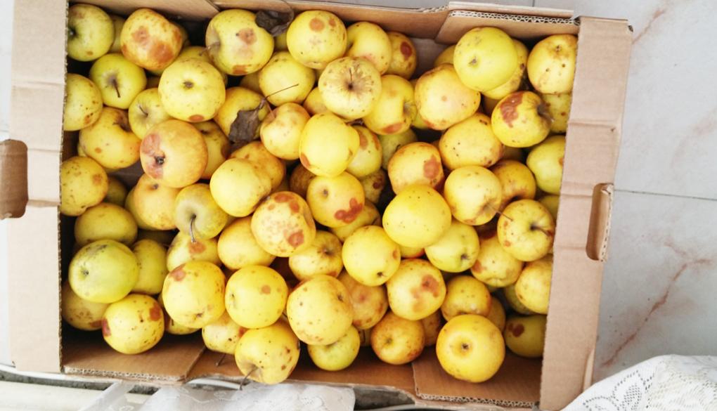 Гнилые яблоки и картофель обнаружены в детском саду Кишинева