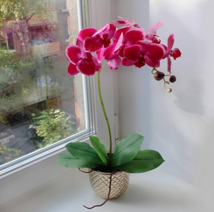 9 sfaturi de urmat ca orhideea ta să înflorească tot anul