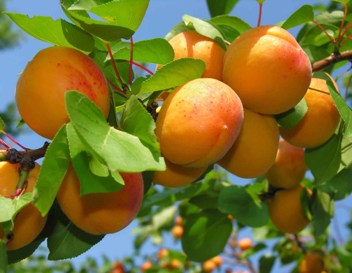 5 fructe la care trebuie să renunţi dacă vrei să slăbeşti