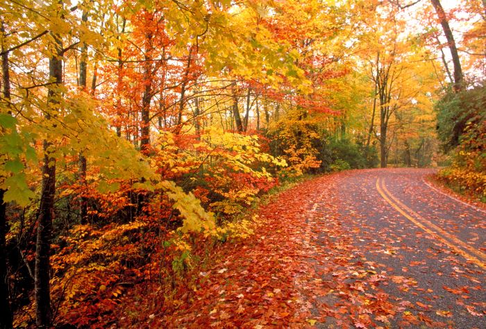 Почему листья осенью меняют окраску?