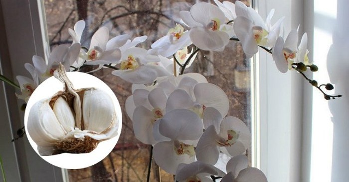 Usturoiul - o salvare pentru orhidei! O lună mai târziu, toate vor înflori
