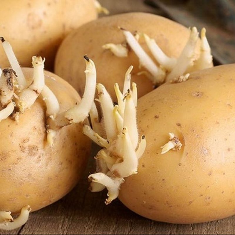 Опасно ли есть проросший картофель