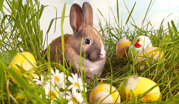 Яйцо, кролик и ягненок - главные символы Пасхи! Традиции и история