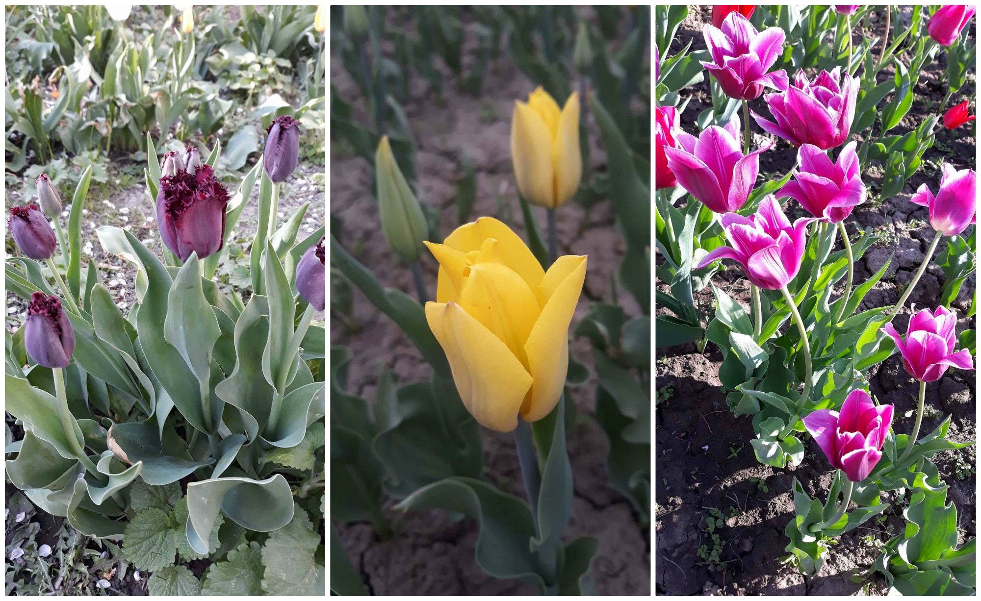 O mămică din Călărași și-a transformat grădina într-o oază de lalele multicolore