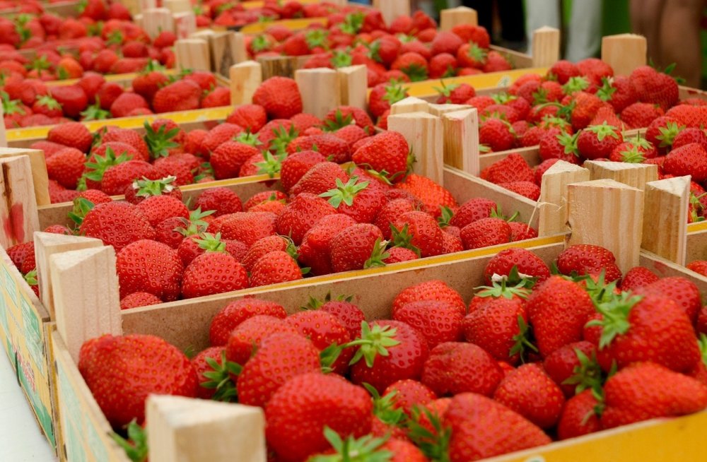 Nivelul de pesticide din căpșunile de pe piața autohtonă. Ce zic specialiștii?