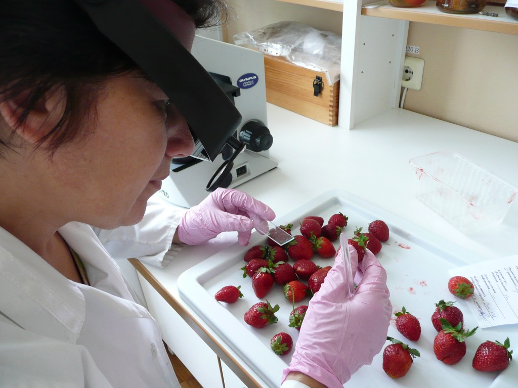 Nivelul de pesticide din căpșunile de pe piața autohtonă. Ce zic specialiștii?