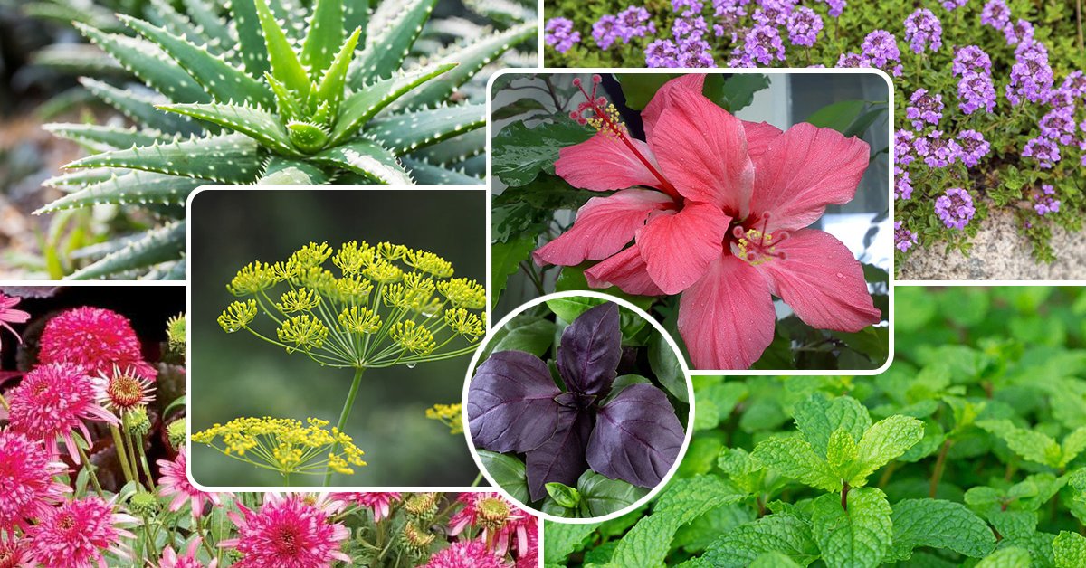 Топ 10 наиболее полезных растений в Молдове