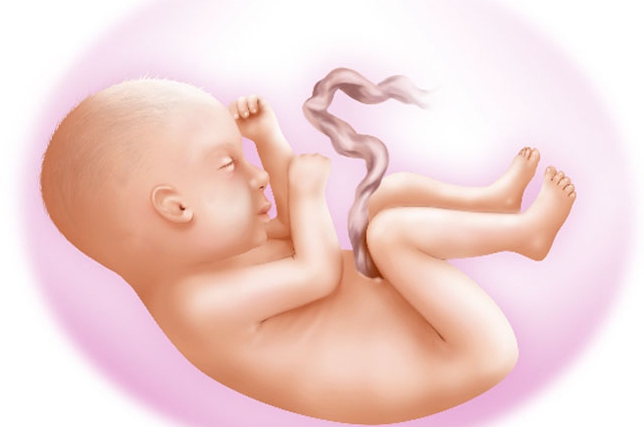 Mișcarea fătului în perioada sarcinii. Norma, metodică de calcul a activității motorice fetale