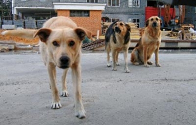 На прошлой неделе в Молдове зарегистрировали восемь случаев бешенства животных