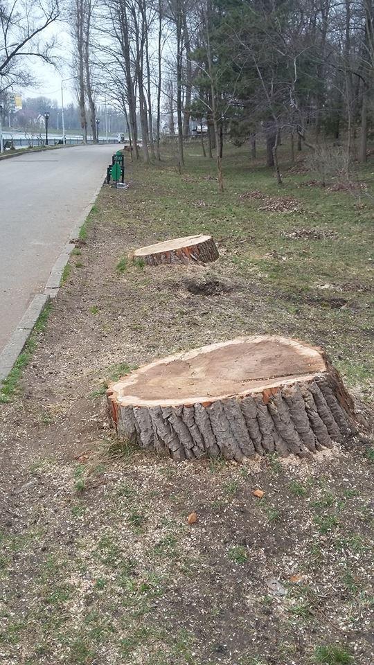 В парке Валя Морилор проходит вырубка сухих деревьев