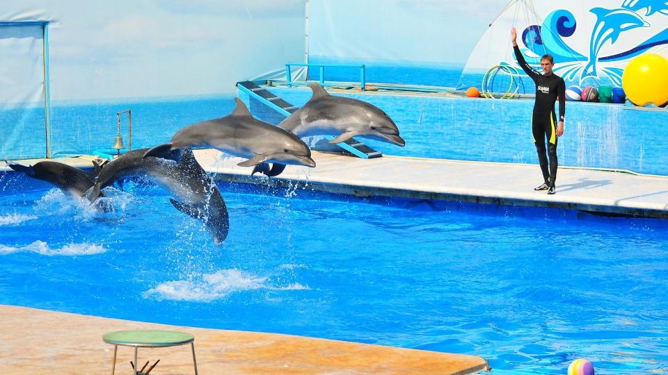 Впервые в Кишиневе откроется дельфинарий