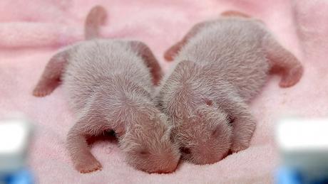 Первая в 2016 году пара близнецов панды родилась в Китае