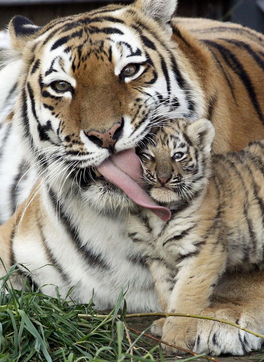 Эти животные научат быть хорошими родителями
