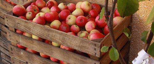 Меню в детских садах Сорок, Дрокии и Рышкан обогатили яблоками