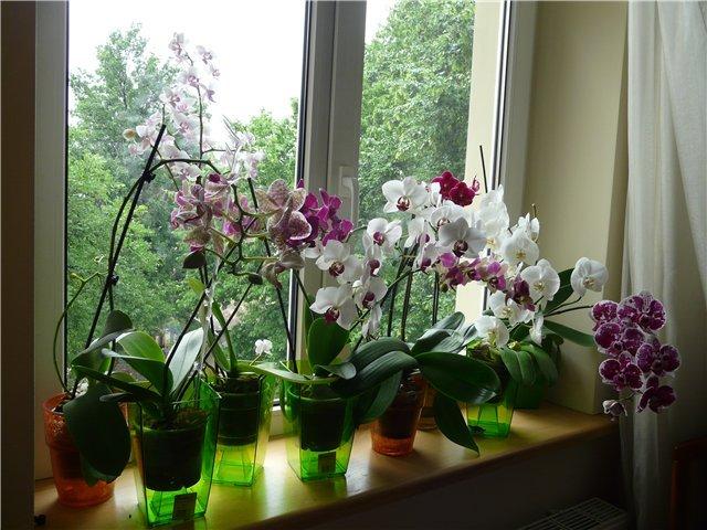 Niciodată nu țineți orhideele acasă! Pentru oficiu le puteți cumpăra, pentru casă - niciodată!