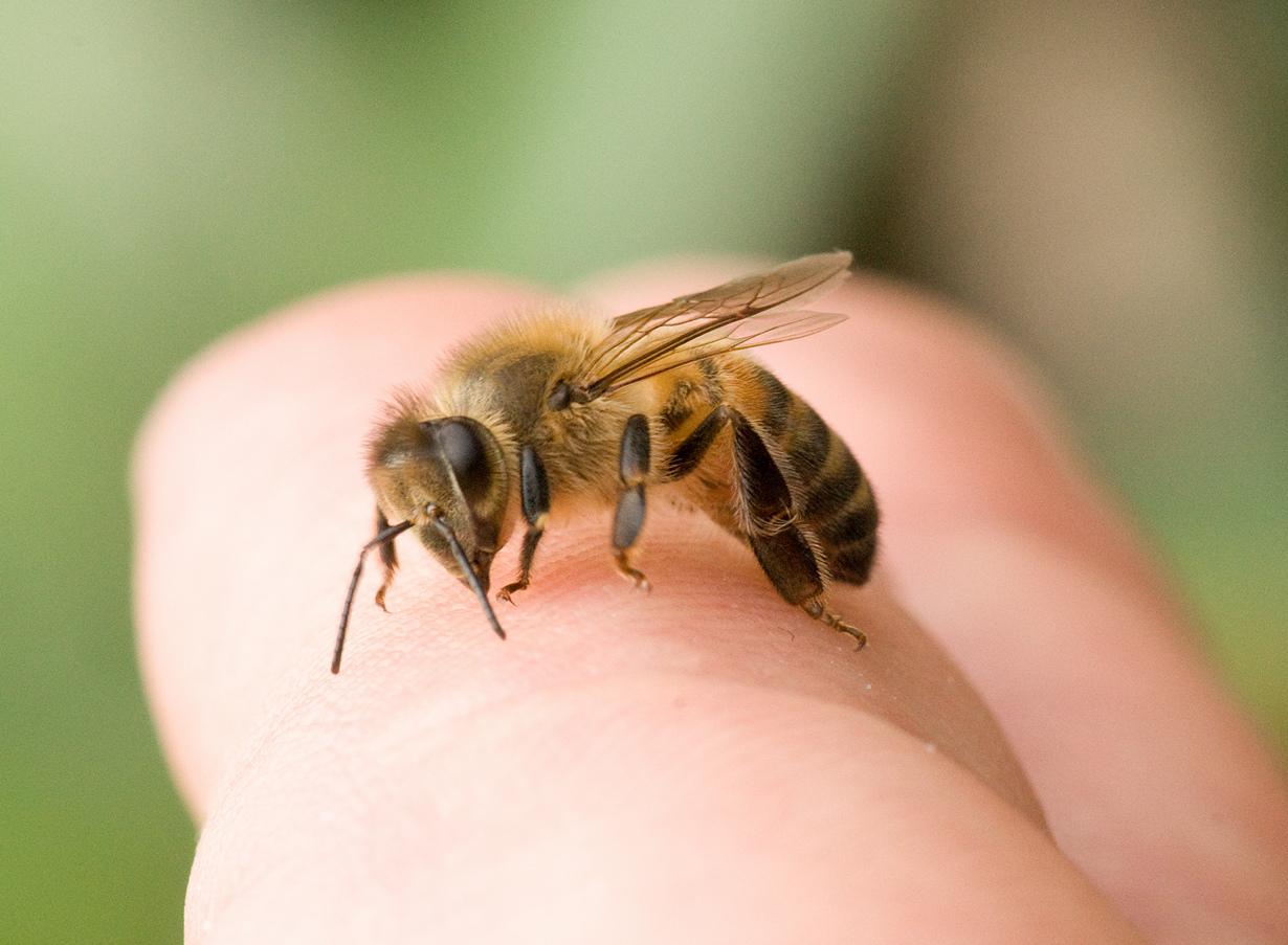 Будьте осторожны! Что делать, если ребёнка ужалила пчела или оса