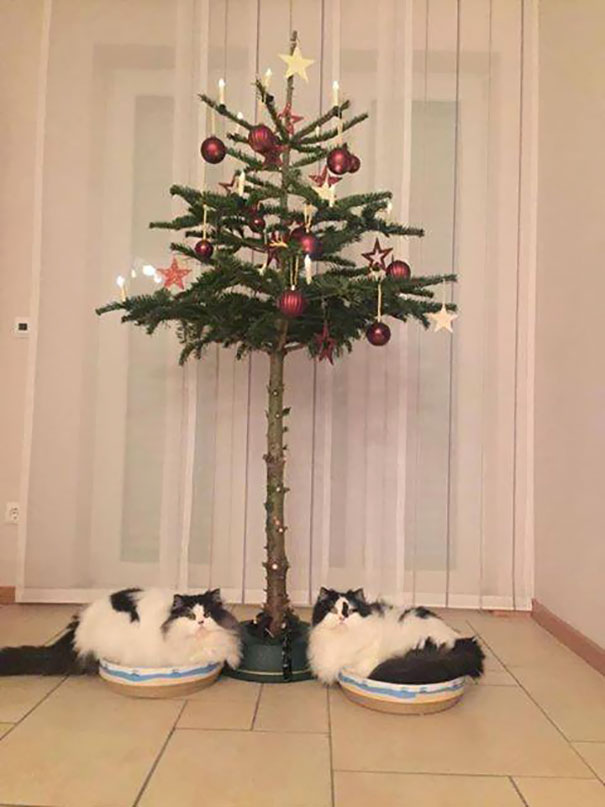 Cum să protejezi pomul de Crăciun de animalele de companie