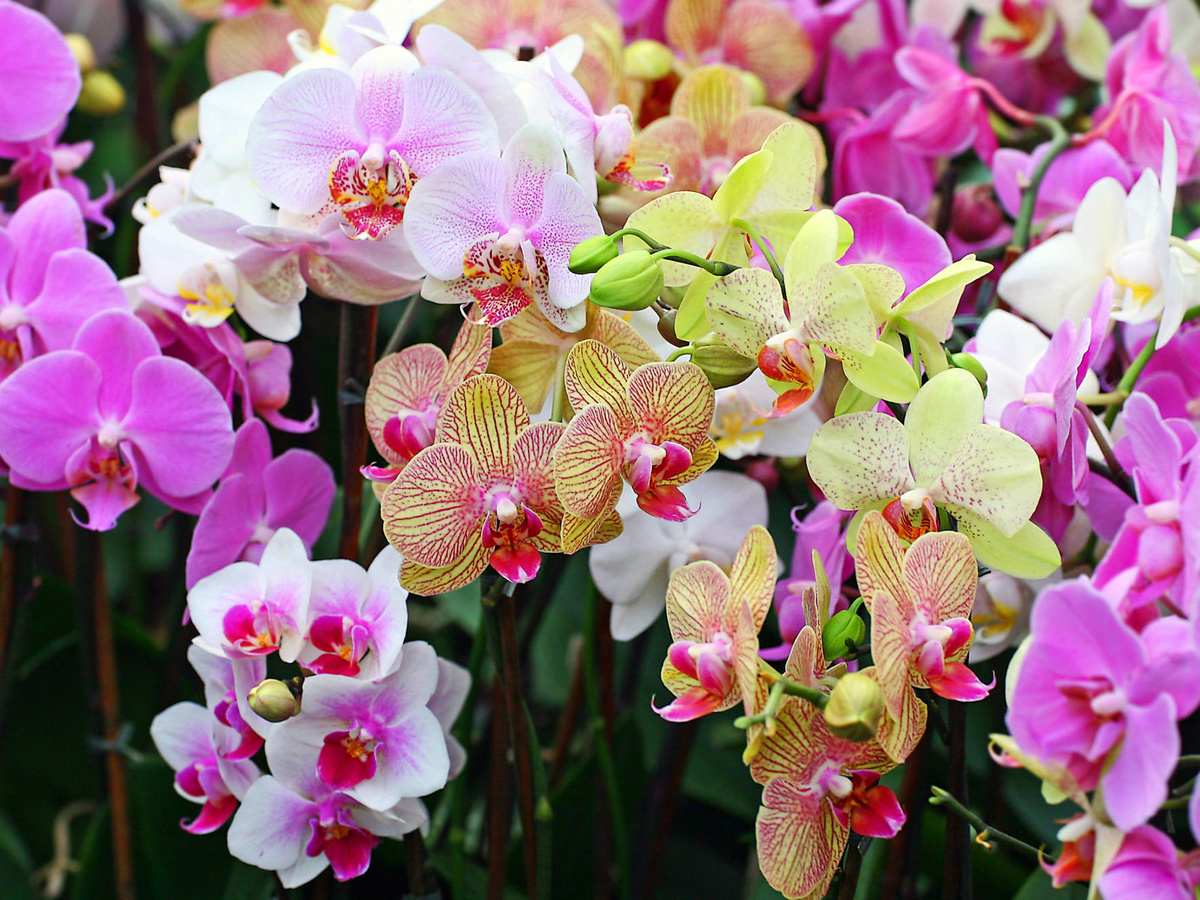 Как спасти увядающую орхидею? Простая и эффективная хитрость