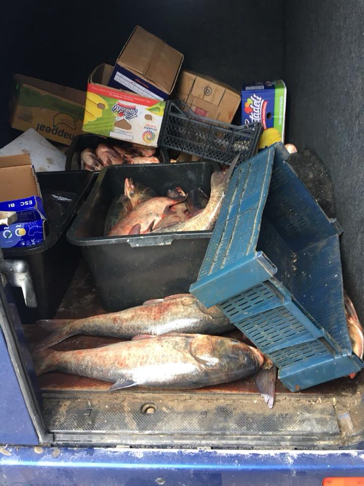 Peste o tonă de carne de porc şi peşte, transportate în condiţii antisanitare la Piaţa Centrală