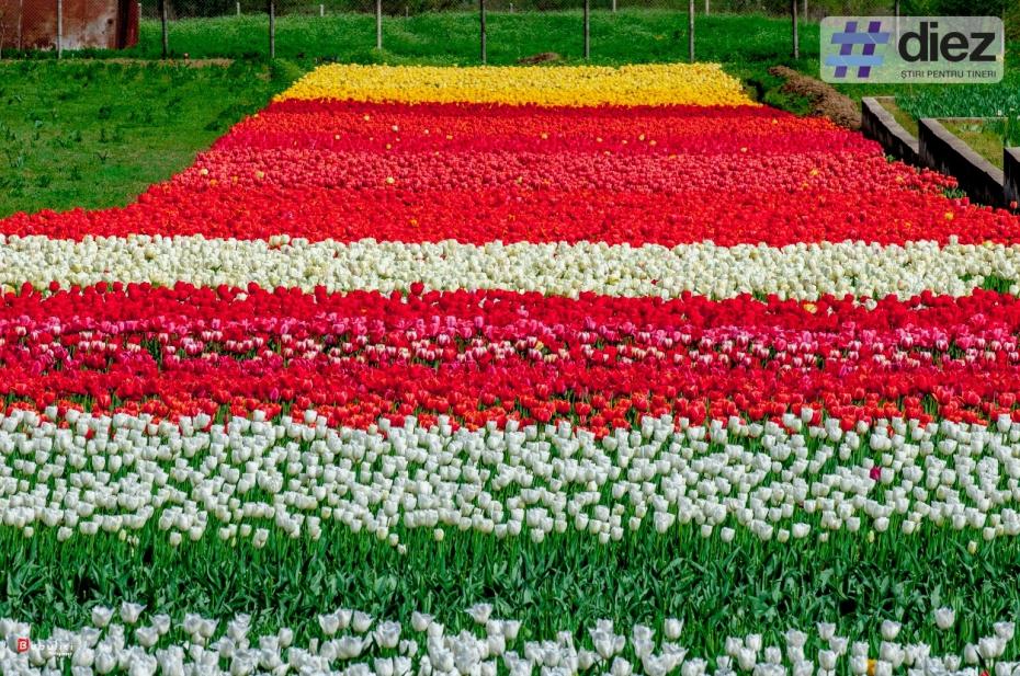 Как выглядит самый большой ковер из тюльпанов в Молдове