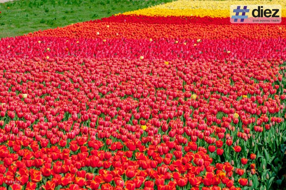 Как выглядит самый большой ковер из тюльпанов в Молдове