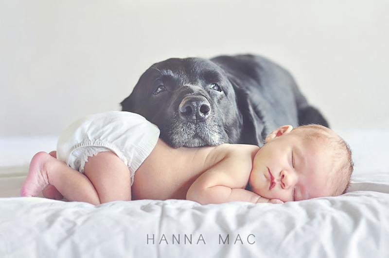 Чудесные снимки больших собак, заботящихся о малышах. Сплошное умиление!