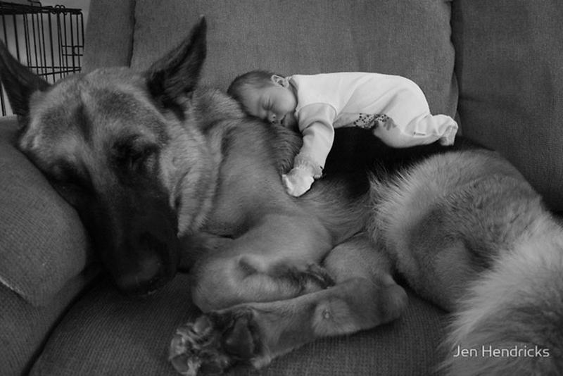 Poze minunate cu câini mari care au grija de copii. Emoții curate!