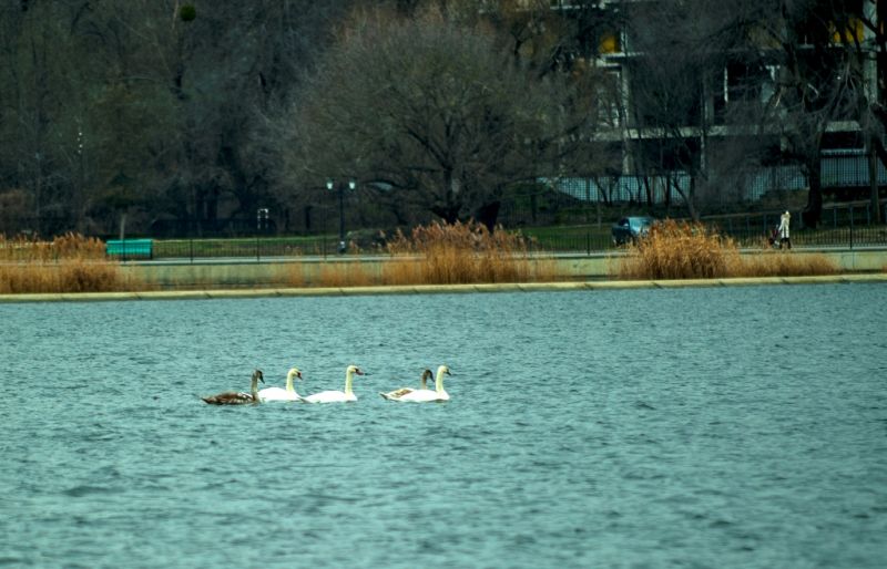 На Комсомольском озере появились лебеди (ФОТО)
