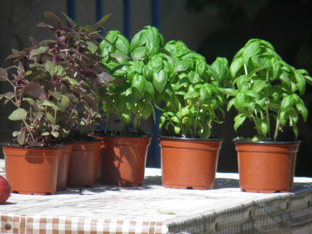 12 legume și verdețuri care pot fi ușor crescute acasă
